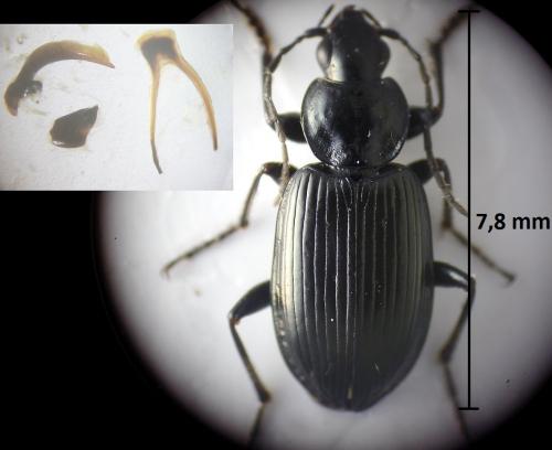 Agonum viduum